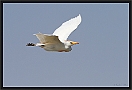 koereiger_MG_1365