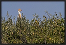 koereiger_MG_1391