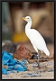 koereiger_MG_2550