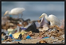 koereiger_MG_2572