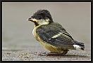koolmees_MG_0216