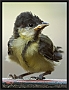 koolmees_MG_0268