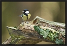 koolmees_MG_0724