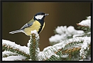 koolmees_MG_5656