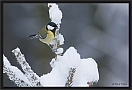 koolmees_MG_6082-2