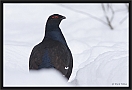 korhoen_MG_6865