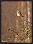 kramsvogel_MG_8786