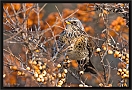 kramsvogel_MG_9388