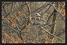 kramsvogel_MG_9401