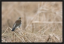 kramsvogel_MG_9697