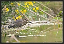 kwak2_MG_9442