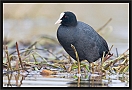 meerkoet_MG_2425