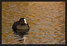 meerkoet_MG_5133