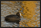 meerkoet_MG_5137