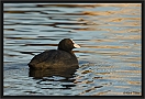 meerkoet_MG_5143
