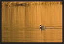 meerkoet_MG_5146