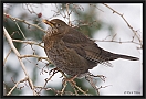 merel_MG_6938