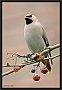 pestvogel2_MG_4009