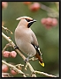 pestvogel2_MG_4178