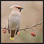 pestvogel2_MG_4478