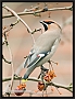 pestvogel_MG_3738