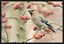 pestvogel_MG_3806