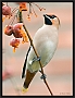 pestvogel_MG_4044