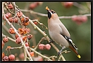 pestvogel_MG_4149