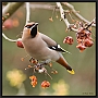 pestvogel_MG_4415