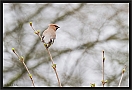 pestvogel_MG_4673