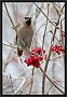 pestvogel_MG_4684