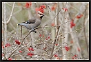 pestvogel_MG_4749