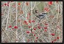 pestvogel_MG_4757