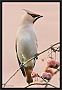 pestvogel_MG_4802