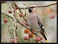 pestvogel_MG_5029