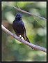 piapiac_MG_2289