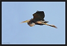 purperreiger_MG_2395