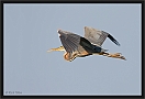 purperreiger_MG_2409