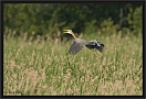 purperreiger_MG_2452