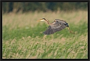 purperreiger_MG_2551