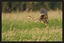 purperreiger_MG_2552