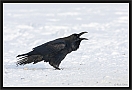 raaf_MG_0643