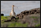 regenwulp_MG_1856