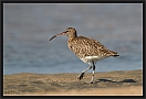 regenwulp_MG_1862