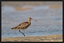 regenwulp_MG_1863