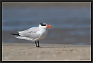 reuzenstern_MG_1813-3