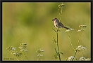 ringmus_MG_2563