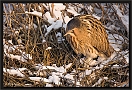 roerdomp_MG_8972