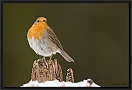 roodborst_MG_5702