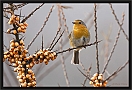 roodborst_MG_9411